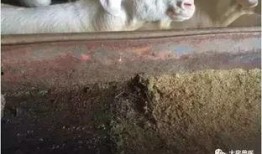 羊圈吃瓜爆料图片高清,高清图片揭秘娱乐圈幕后风云