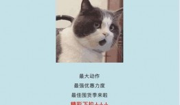 吃瓜娱乐酱社恐猫