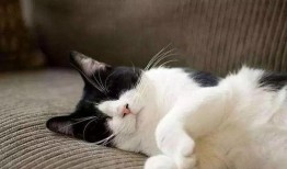 吃瓜娱乐酱社恐猫