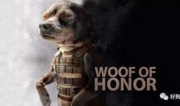 吃瓜娱乐汪,揭秘娱乐圈那些事儿