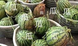 娱乐台吃瓜,揭秘明星们的“吃瓜”日常