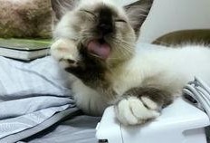 吃瓜娱乐酱社恐猫