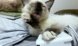 吃瓜娱乐酱社恐猫