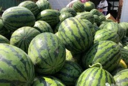 砀山吃瓜娱乐,一场别开生面的吃瓜娱乐盛宴