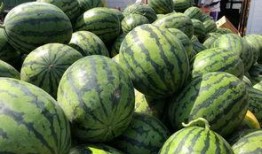 砀山吃瓜娱乐,一场别开生面的吃瓜娱乐盛宴