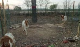 羊圈吃瓜爆料图片高清,高清图片揭秘娱乐圈幕后风云