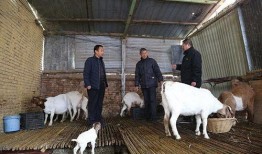 羊圈吃瓜爆料图片高清,高清图片揭秘娱乐圈幕后风云