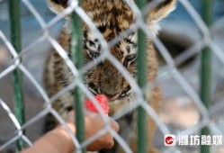 喂驴打一嘴巴子吃瓜娱乐,一场意外的网络狂欢